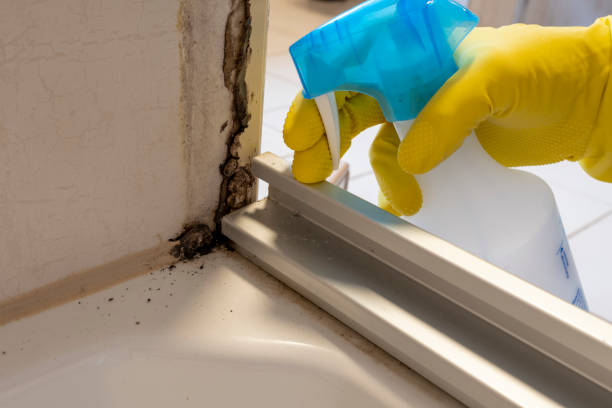 La Grulla, TX Mold Remediation Company